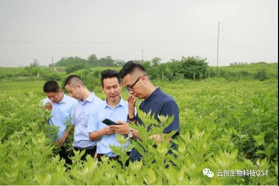蘄善堂為艾守護之——生長期欲與蘄艾比身高