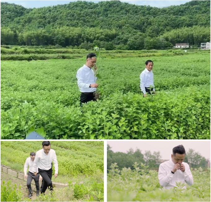 因艾而愛，攜艾傳承——蘄善堂總經理再赴蘄艾種植基地視察！